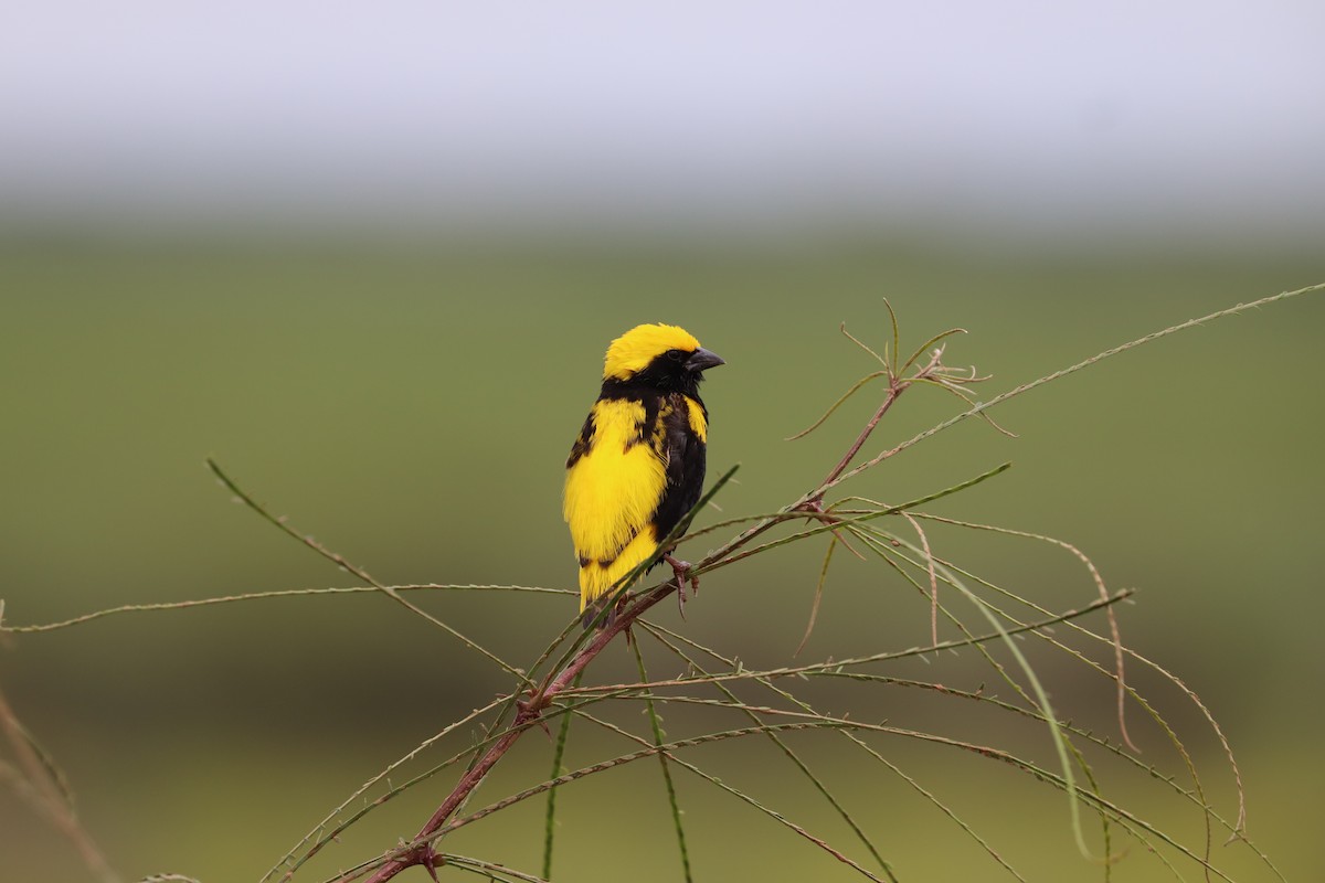 Yellow-crowned Bishop - ML619086607