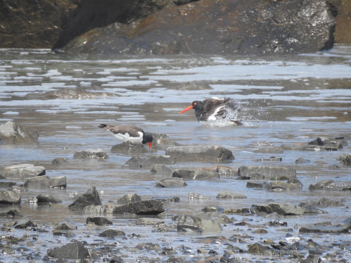 American Oystercatcher - ML619086608