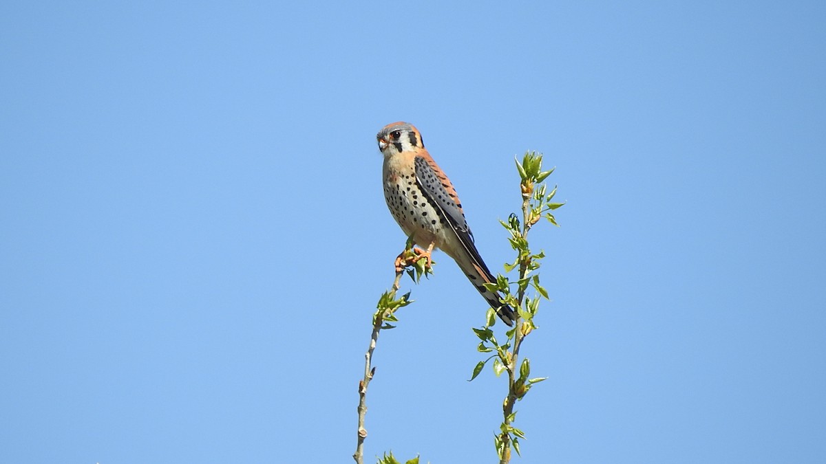 American Kestrel - woody wheeler