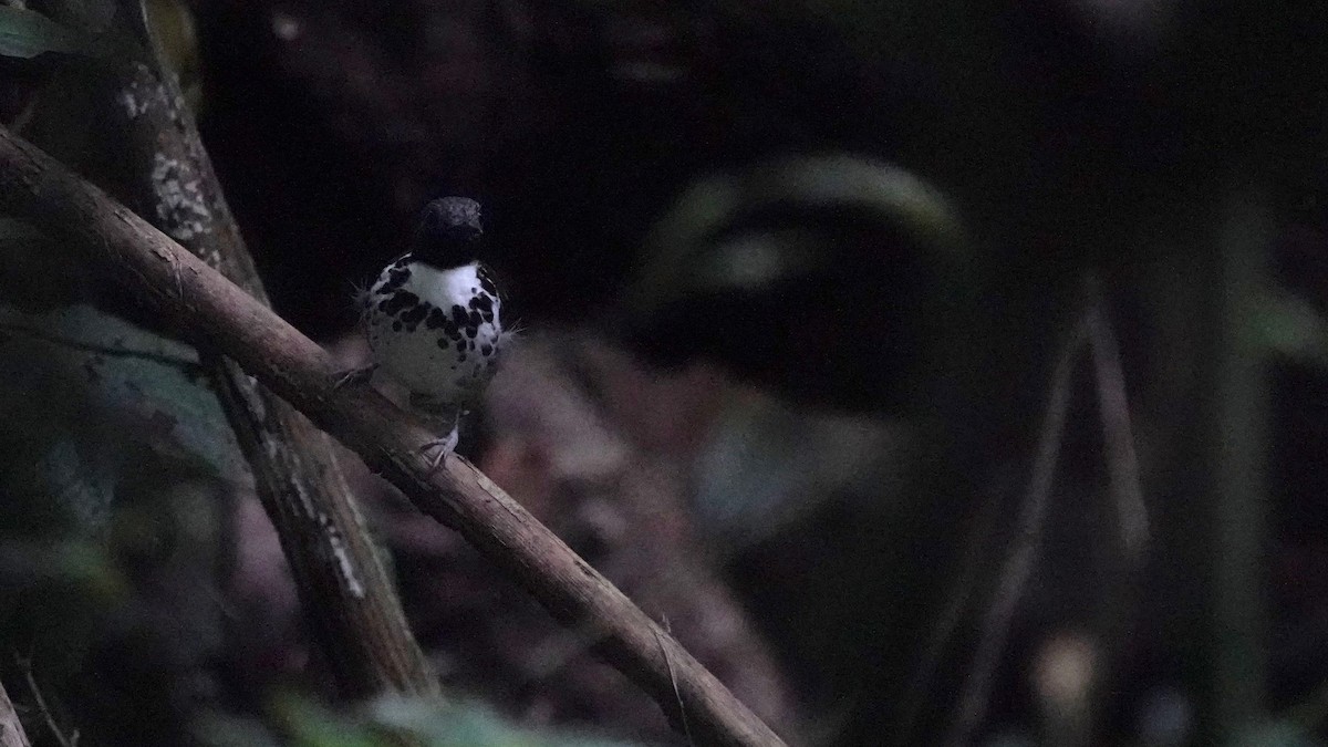 Spotted Antbird - Indira Thirkannad