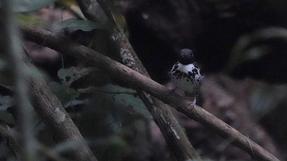 Spotted Antbird - Indira Thirkannad