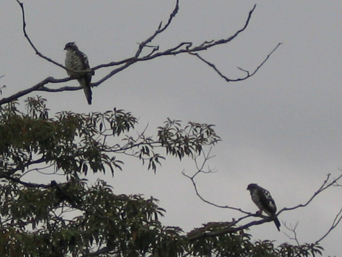 African Cuckoo-Hawk - ML619086644