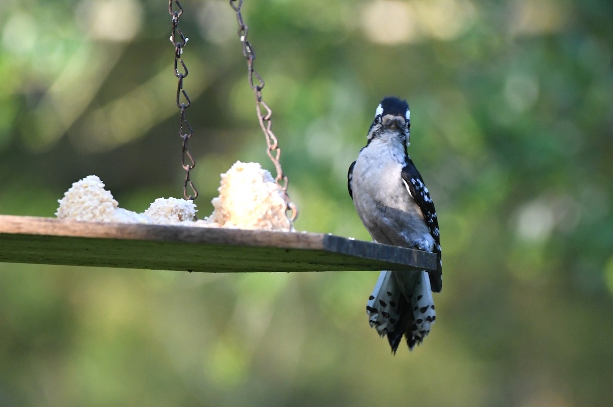 Downy Woodpecker - Kevin Smith