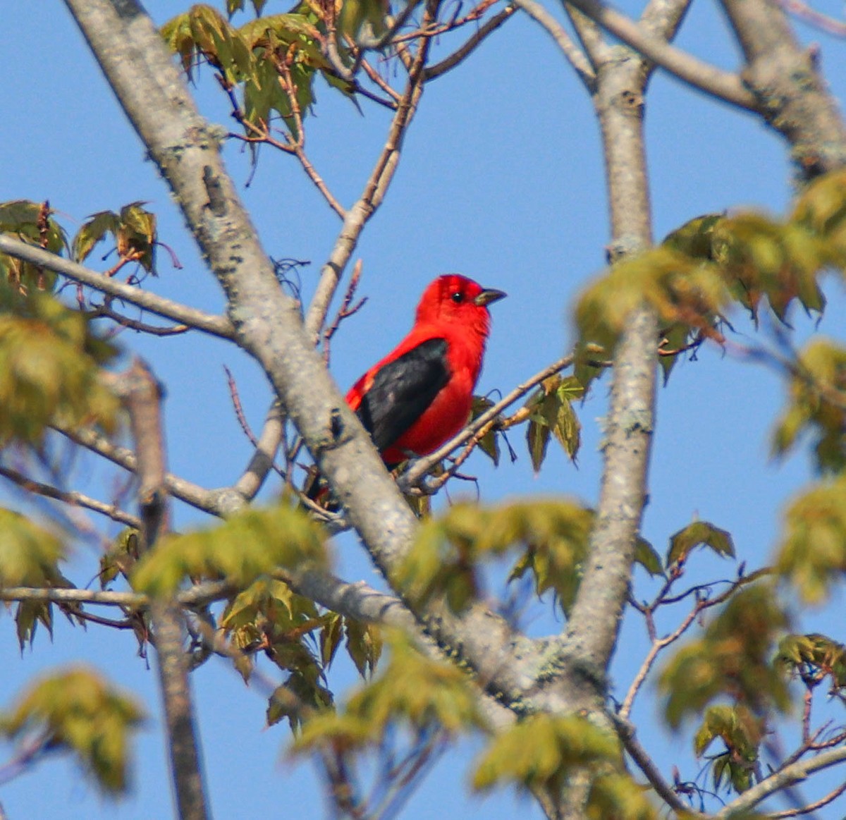 Scarlet Tanager - Zachary Holderby