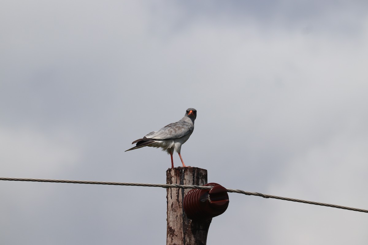 Pale Chanting-Goshawk - Joseph Bozzo