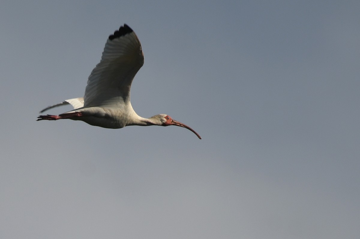 White Ibis - Kevin Smith