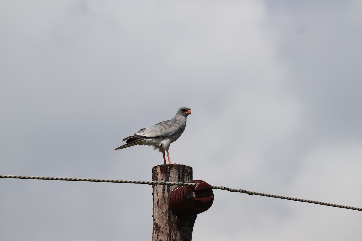 Pale Chanting-Goshawk - ML619086696