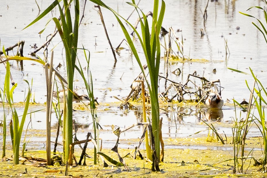 Wilson's Phalarope - ML619086708
