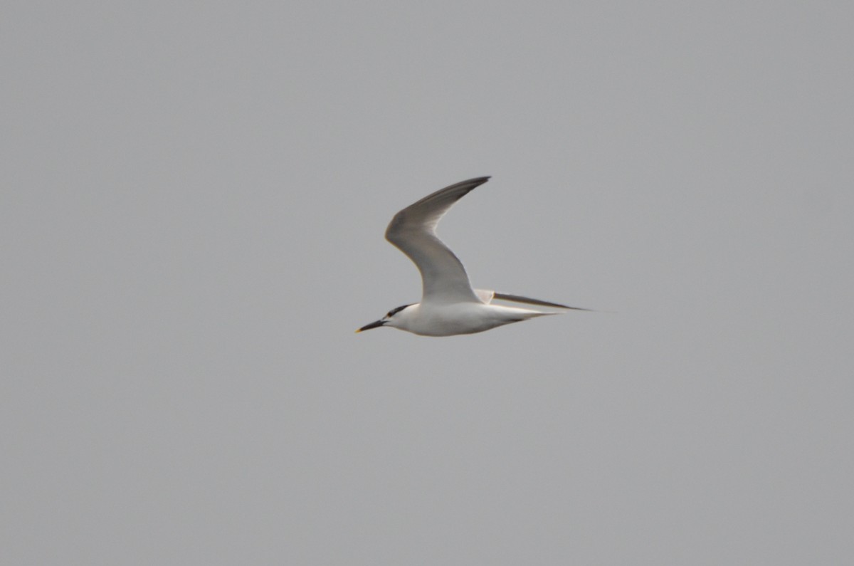 Sandwich Tern - ML61908671