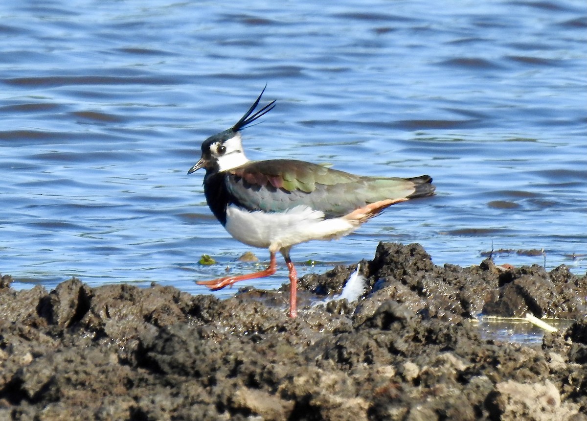 Northern Lapwing - Keith Gregoire