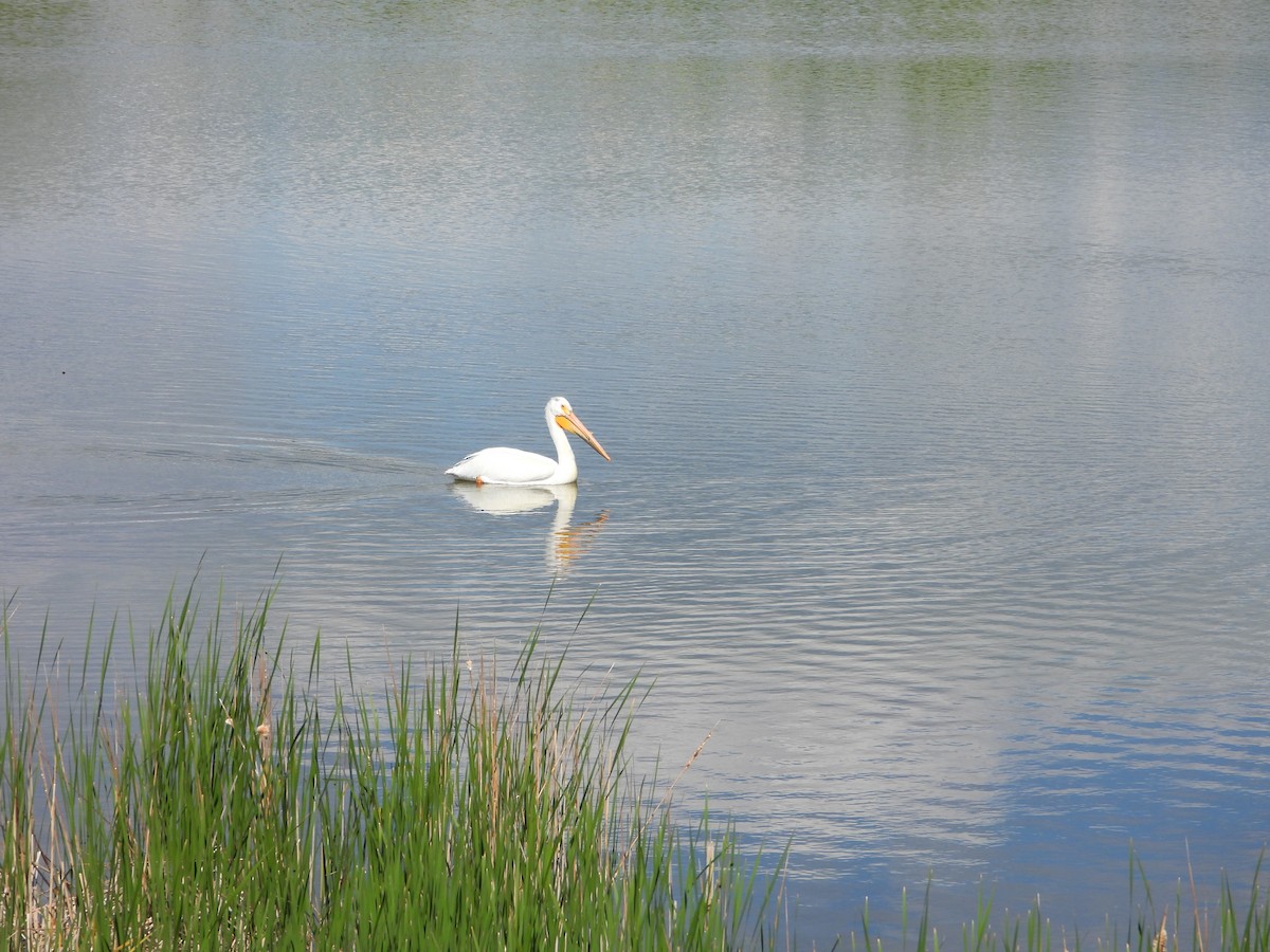 American White Pelican - Whitney Heim