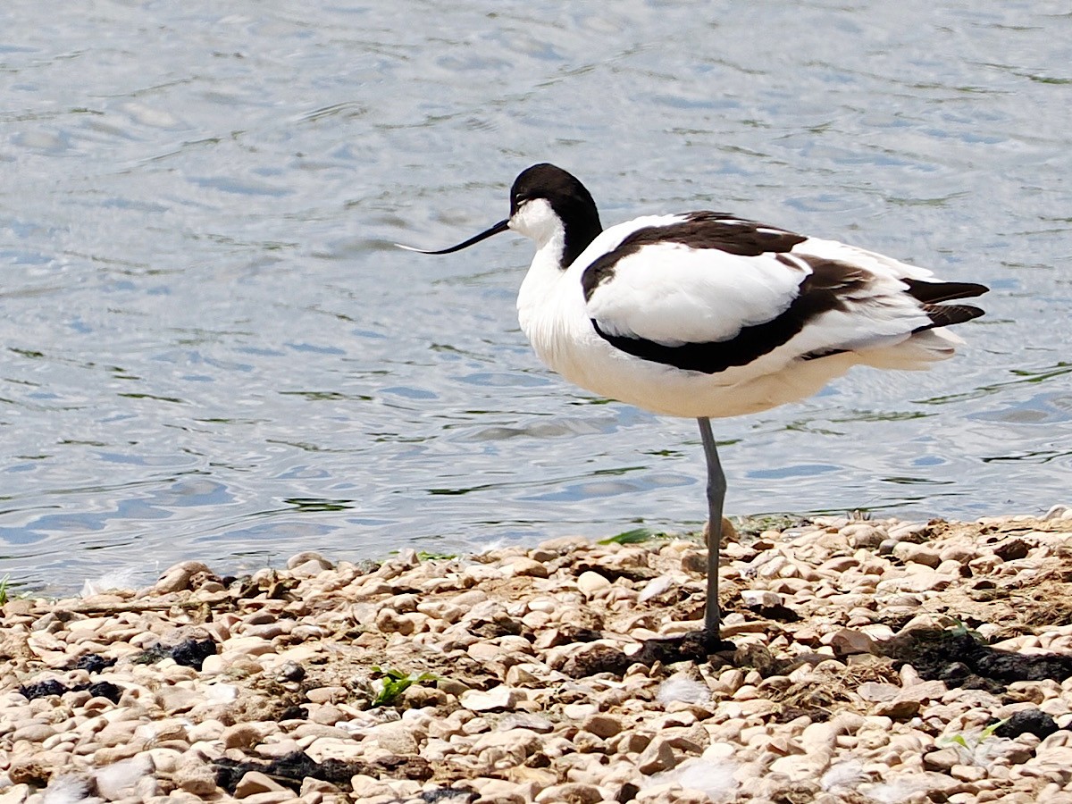 Pied Avocet - Cheryl Cooper