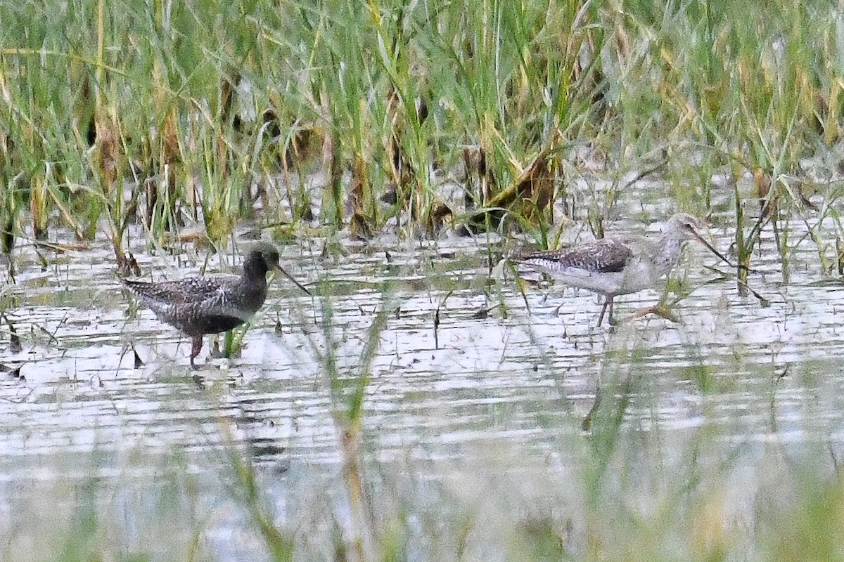 Spotted Redshank - Bill Asteriades