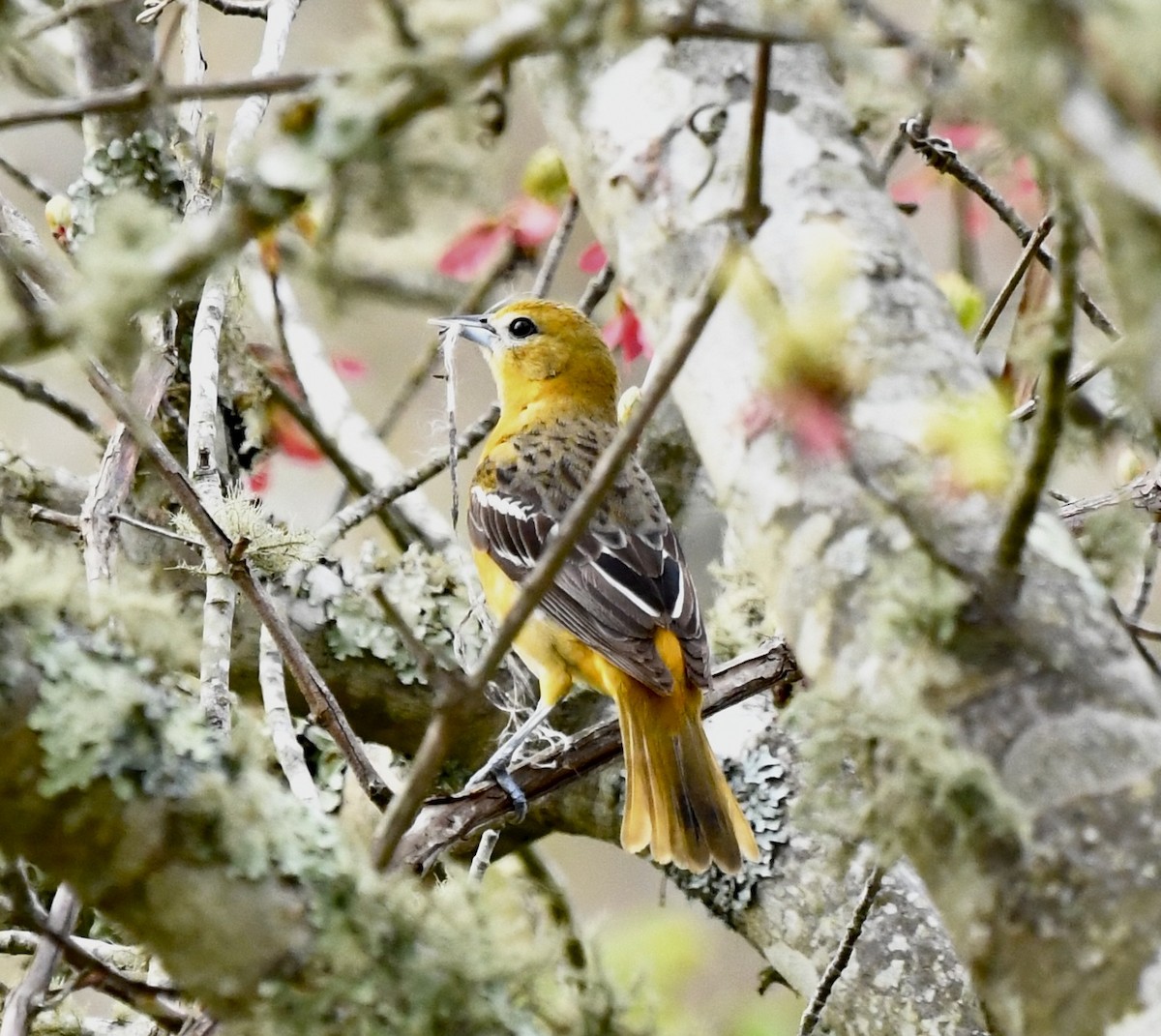 Baltimore Oriole - Sue Palmer