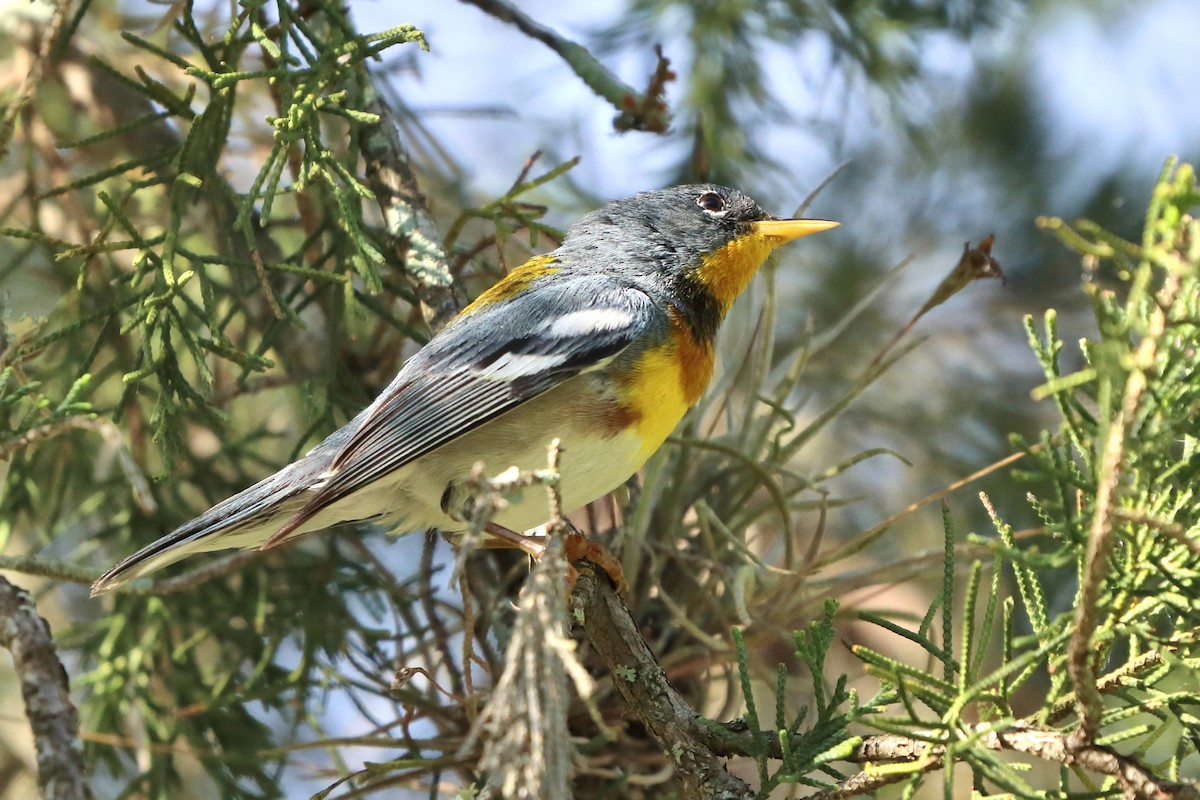 Northern Parula - ML619086827