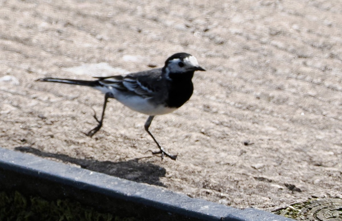 White Wagtail - Cheryl Cooper