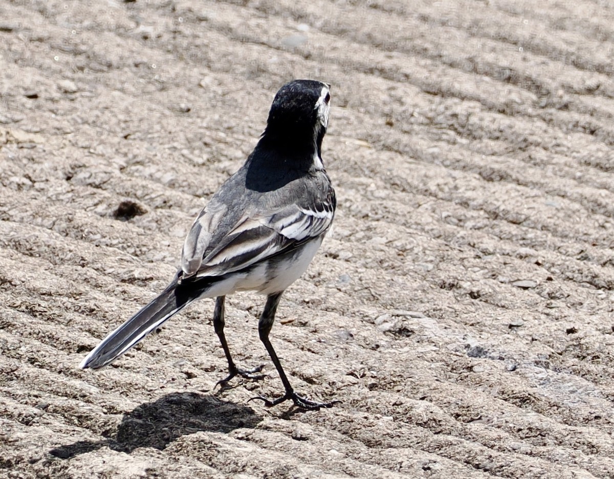 White Wagtail - Cheryl Cooper