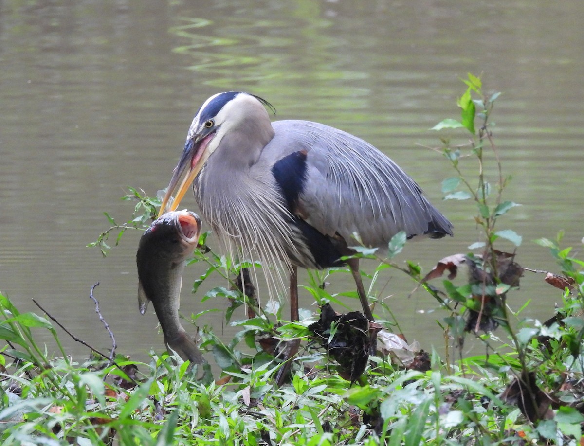 Great Blue Heron - Mark DiGiovanni