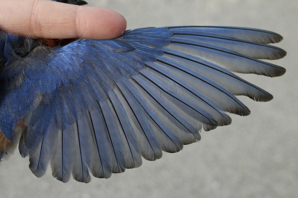 Eastern Bluebird - Samuelle Simard-Provencal 🐋