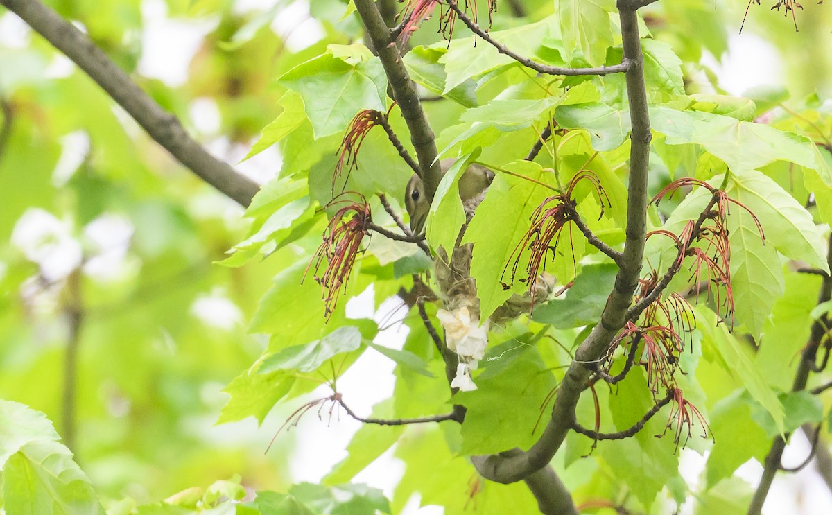 Warbling Vireo (Eastern) - ML619086870