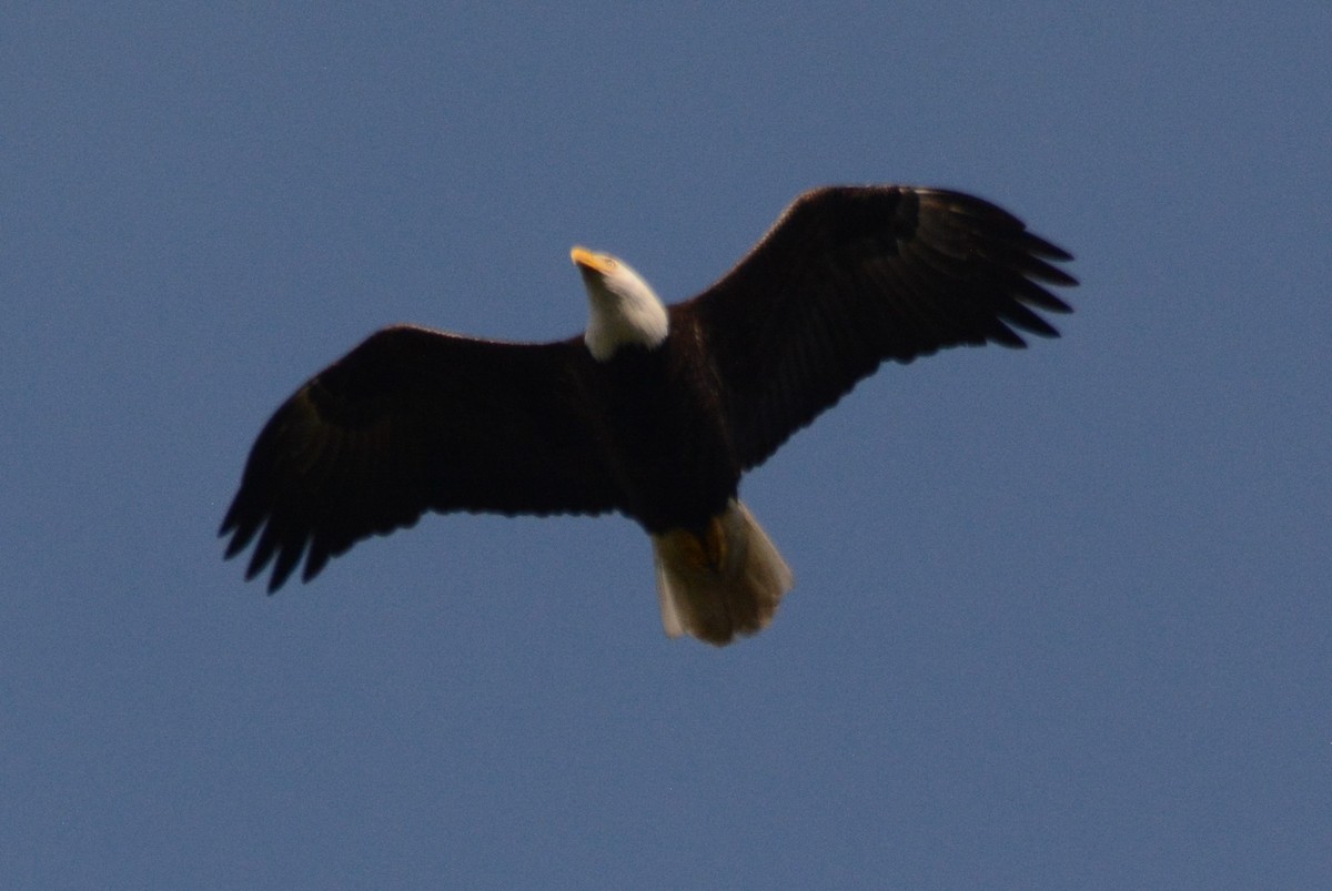 Bald Eagle - Cathy Pasterczyk