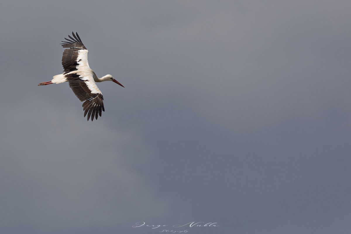 White Stork - Jorge Nubla