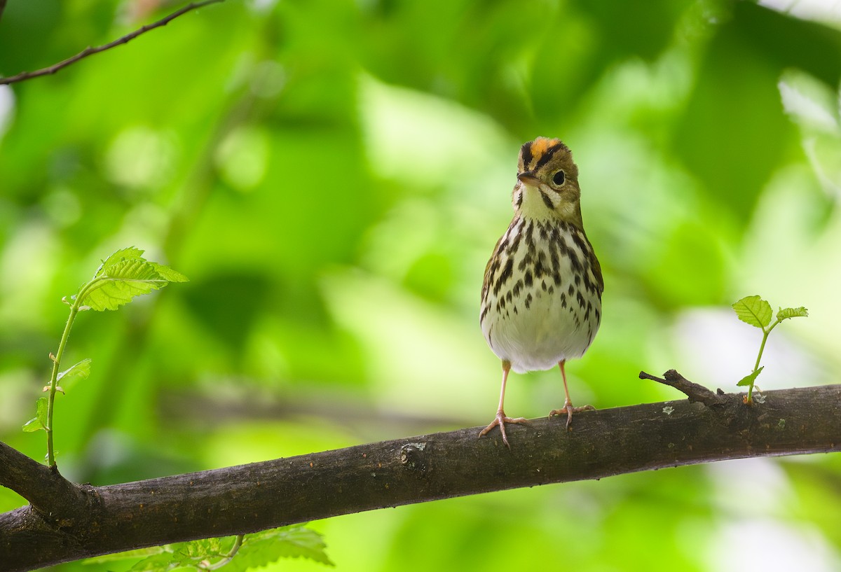 Ovenbird - ML619086877