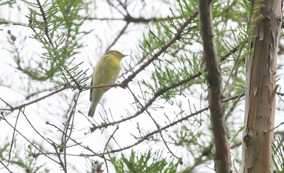 Blackpoll Warbler - Sean Sime