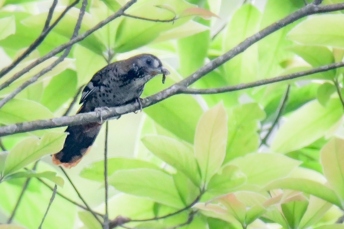 Rufous-chinned Laughingthrush - Sourashis Mukhopadhyay