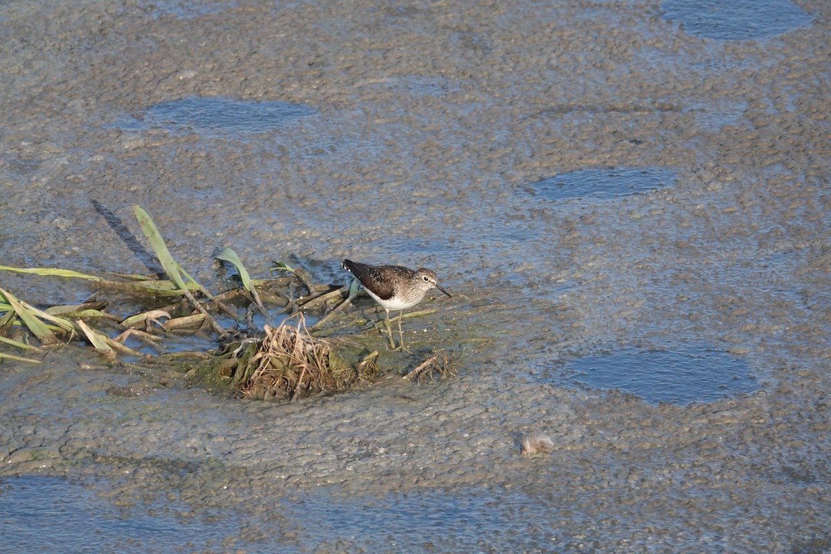 Solitary Sandpiper (solitaria) - ML619086902