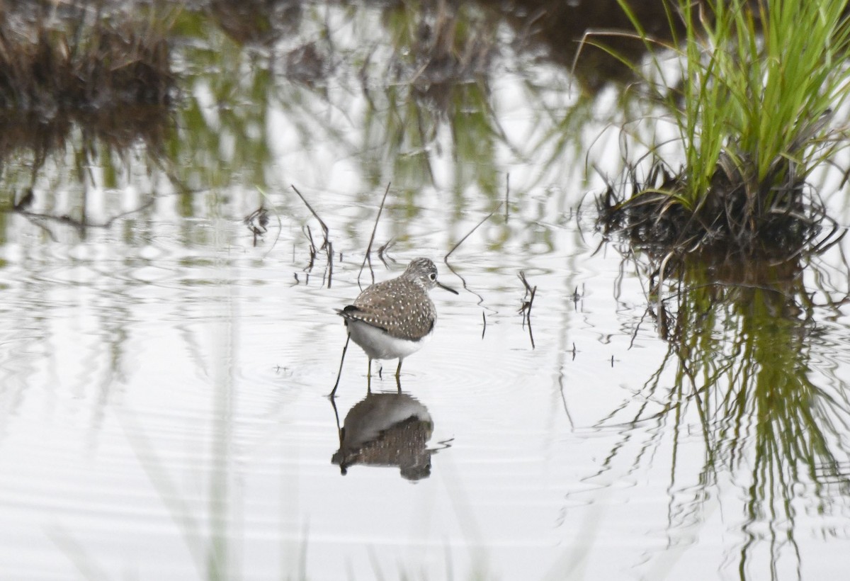 Solitary Sandpiper - Tom and Janet Kuehl