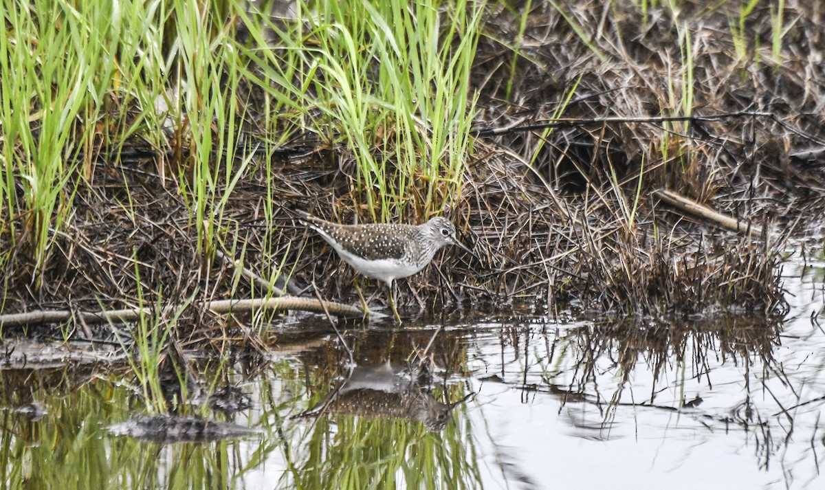Solitary Sandpiper - Tom and Janet Kuehl