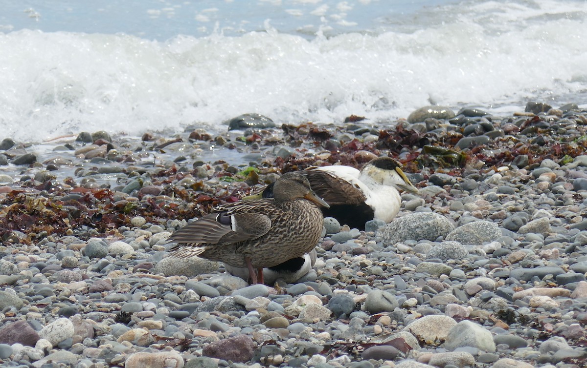 Common Eider - ML619086910