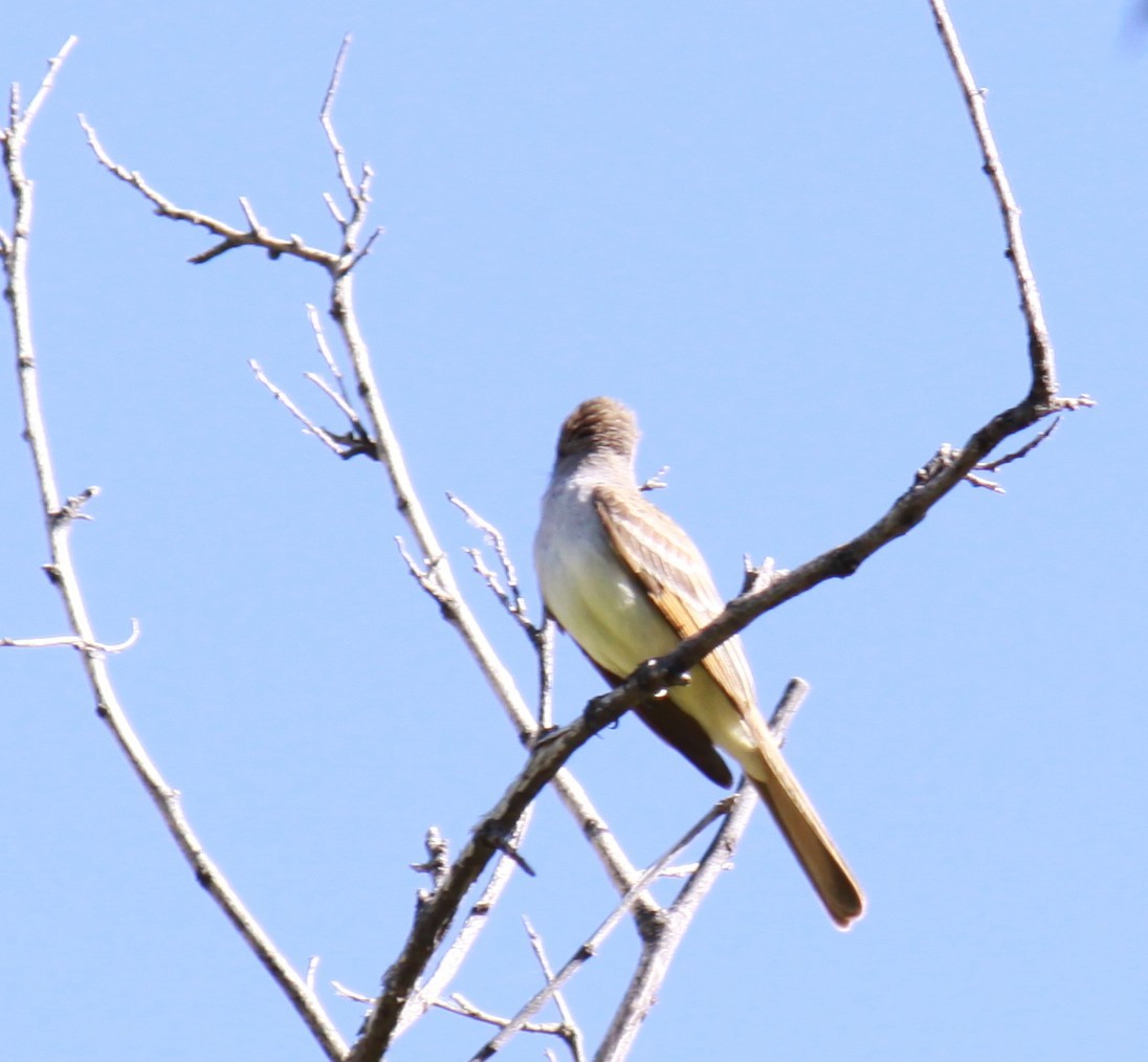 Ash-throated Flycatcher - Larry Bennett