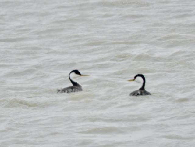 Western Grebe - Mark Yoder