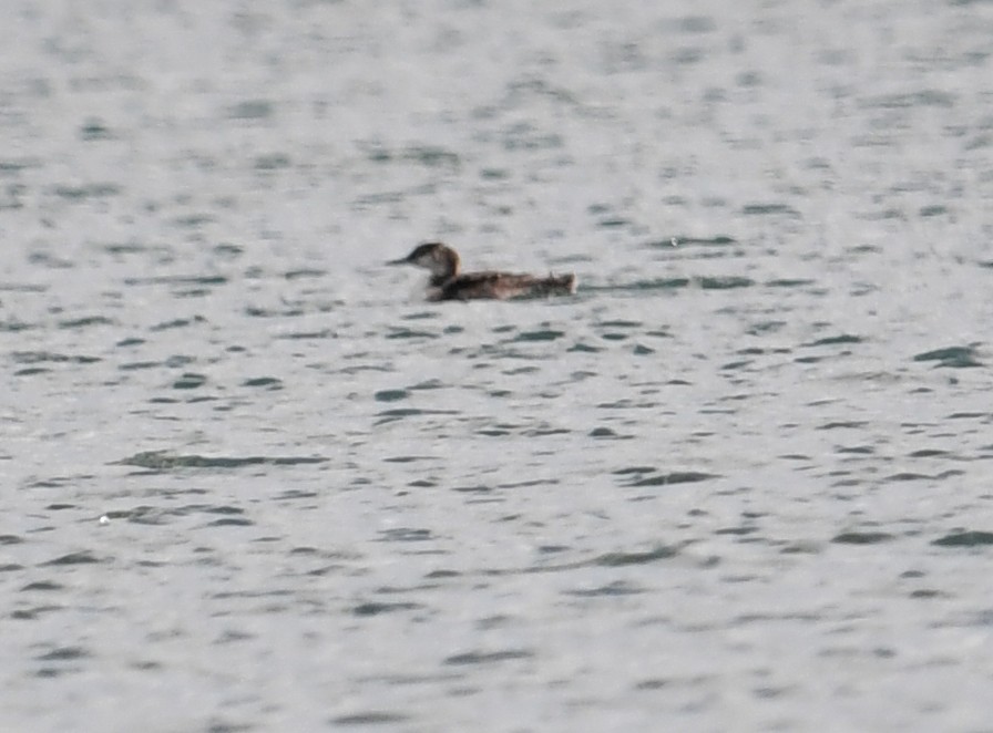 Common Loon - Joe Gula