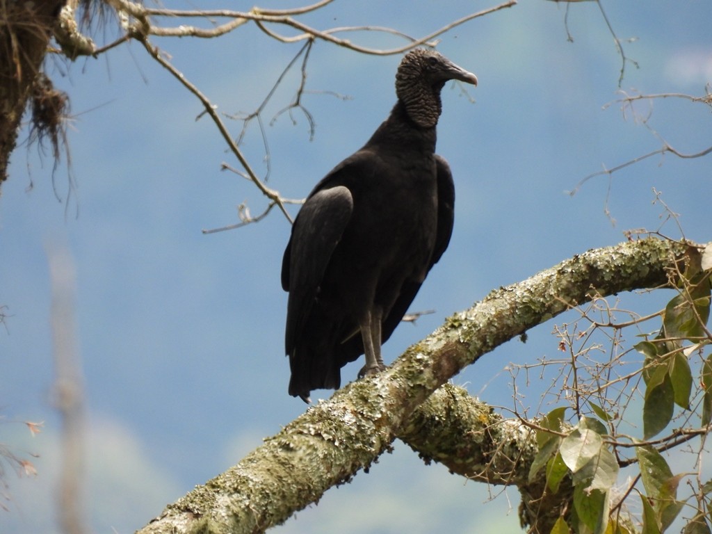Black Vulture - JOSE LEONIDAS AREVALO DIAZ