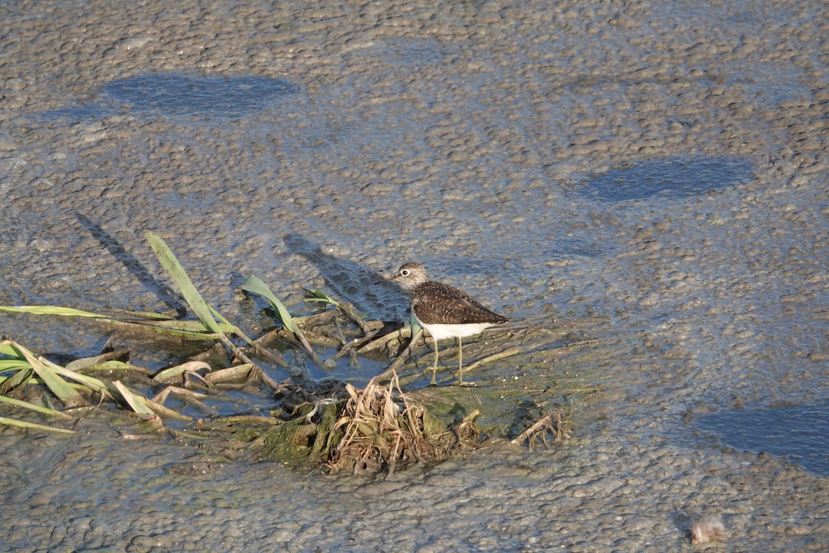 Solitary Sandpiper (solitaria) - Tomáš Najer