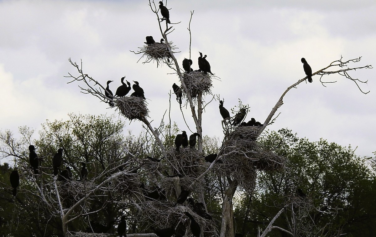 Double-crested Cormorant - woody wheeler