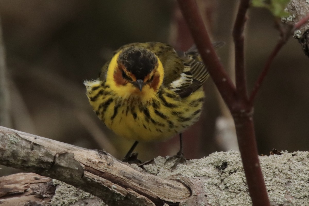 Cape May Warbler - Jonathan Lautenbach