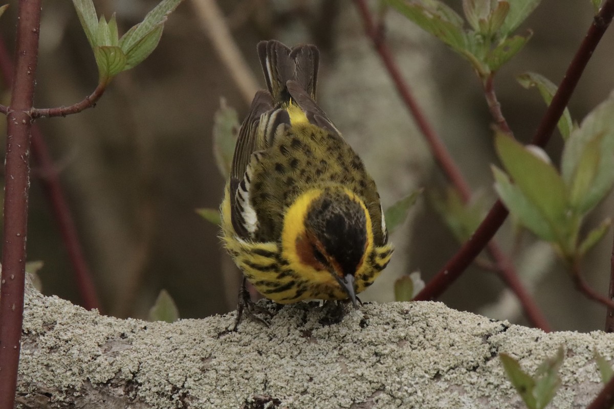 Cape May Warbler - Jonathan Lautenbach