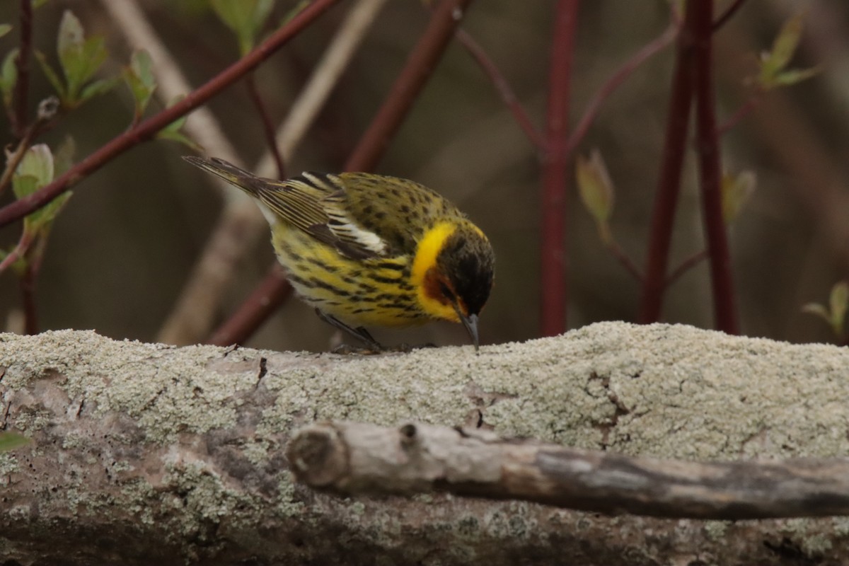 Cape May Warbler - Jonathan Lautenbach