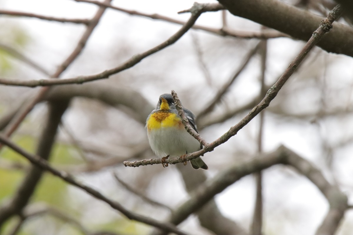 Northern Parula - ML619087009