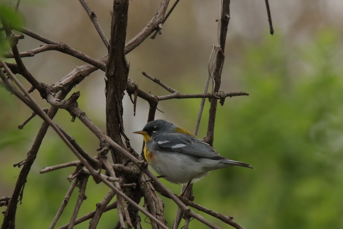 Northern Parula - Jonathan Lautenbach