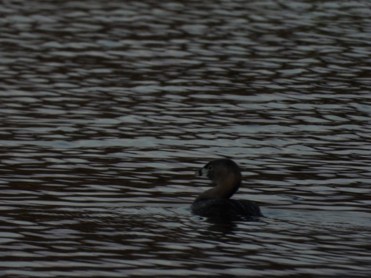 Pied-billed Grebe - Emily Williams