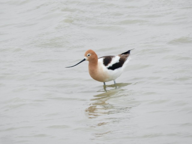 American Avocet - ML619087058