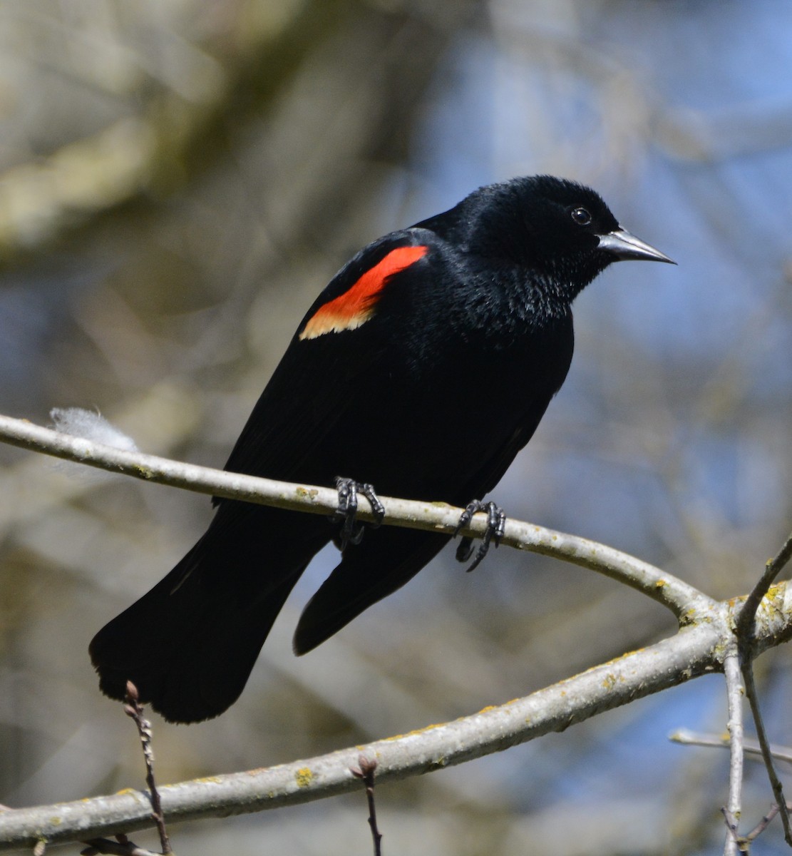Red-winged Blackbird - Cathy Pasterczyk