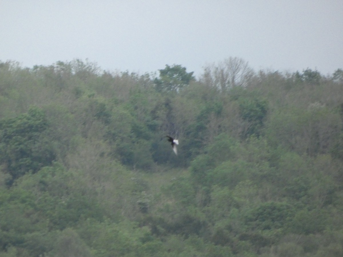 White-winged Tern - Josh Hedley