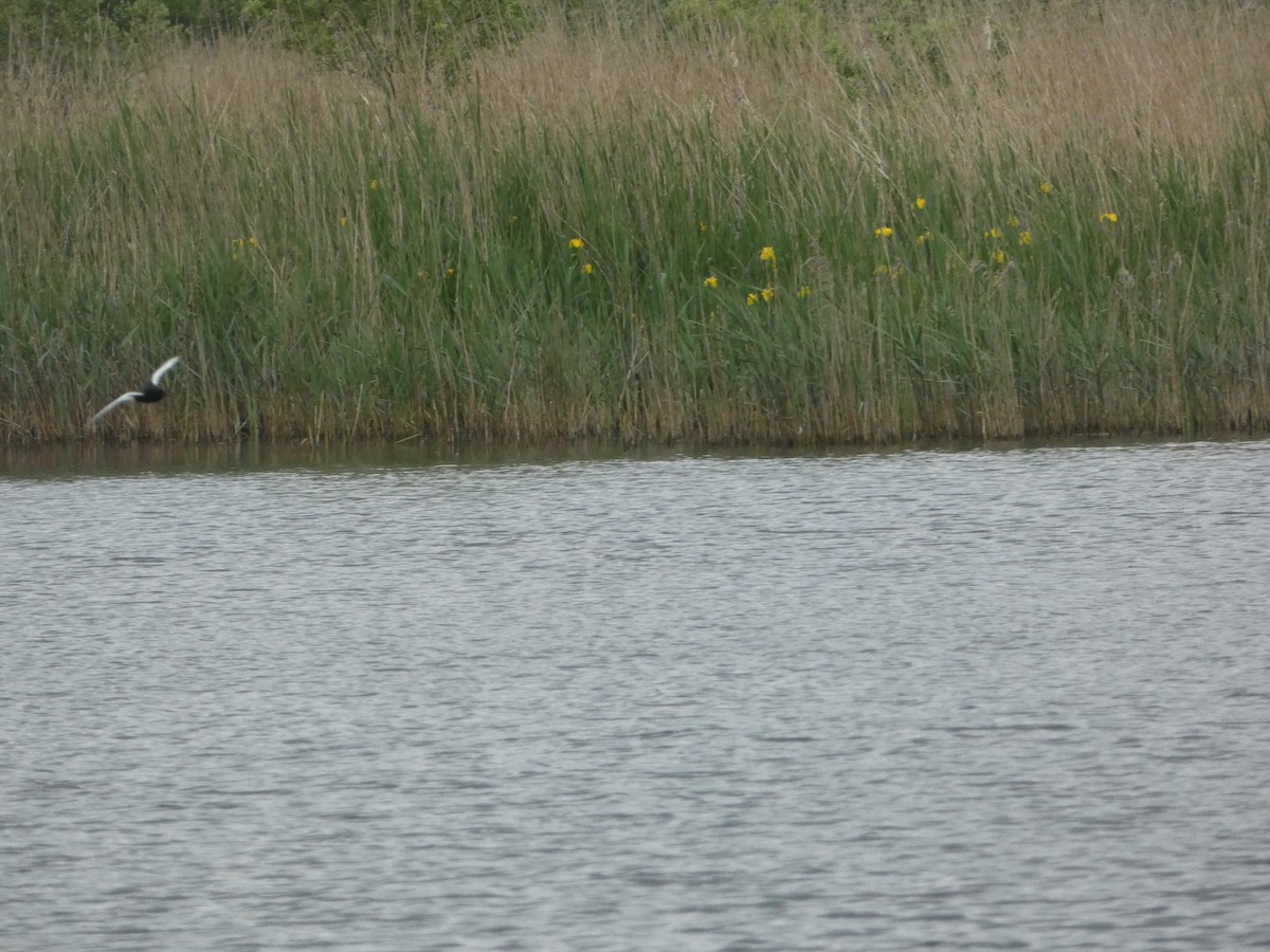 White-winged Tern - Josh Hedley