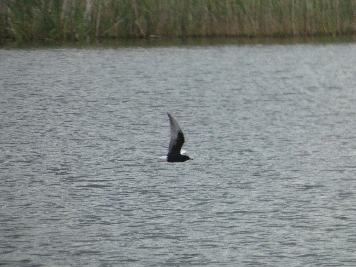 White-winged Tern - Josh Hedley